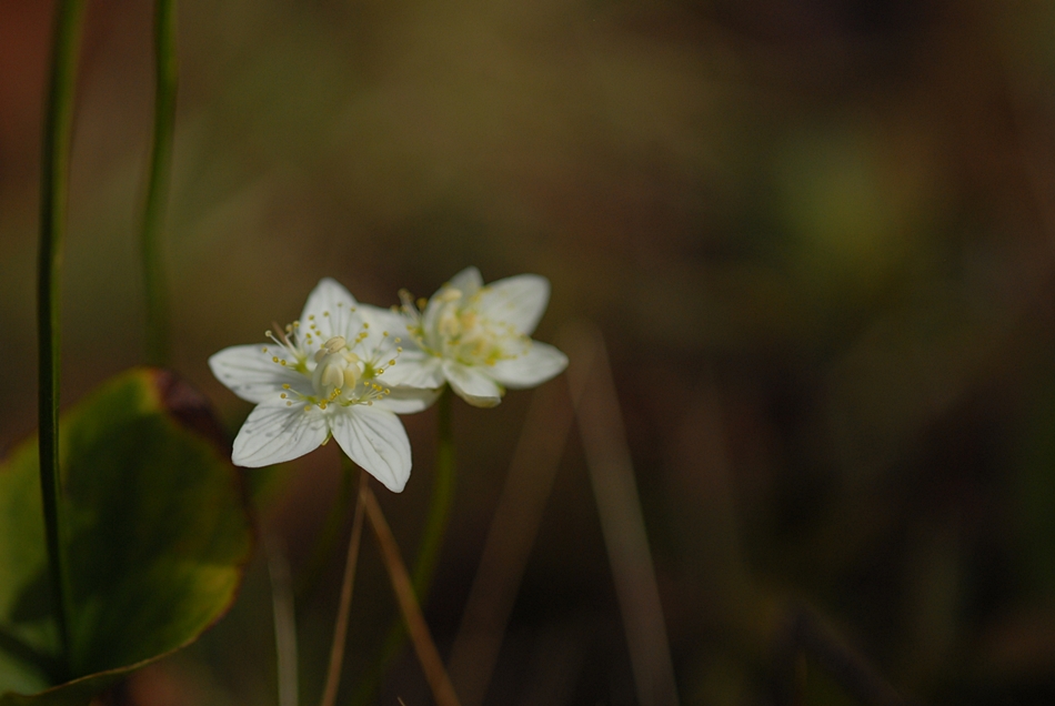 DSC_0093.JPG