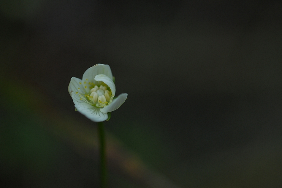 DSC_0208.JPG