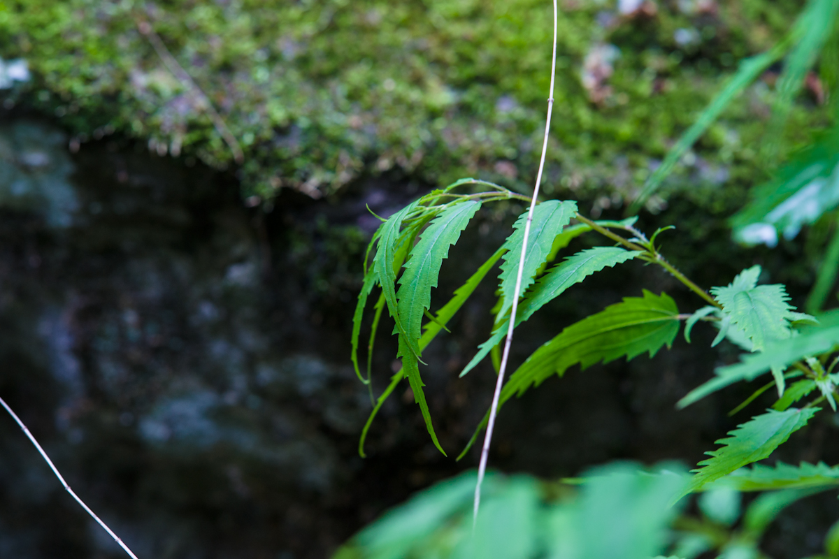 DSC09075.jpg