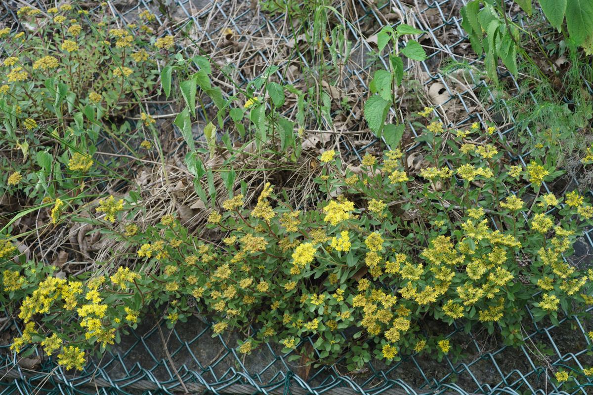 DSC01025.JPG