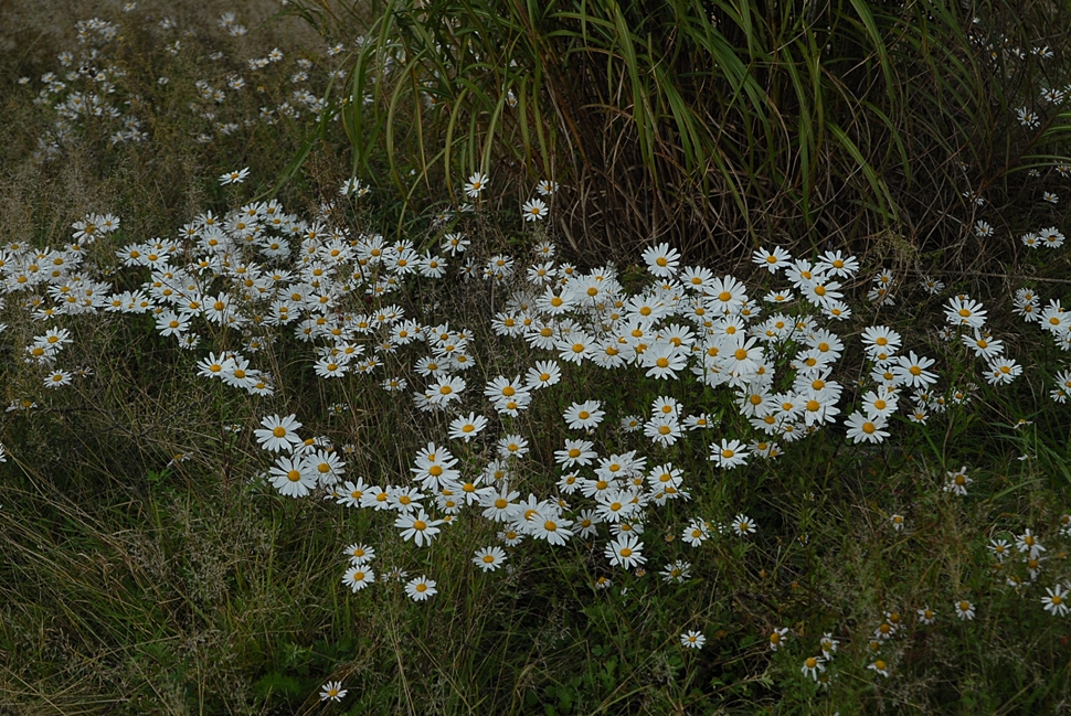 DSC_0564.JPG