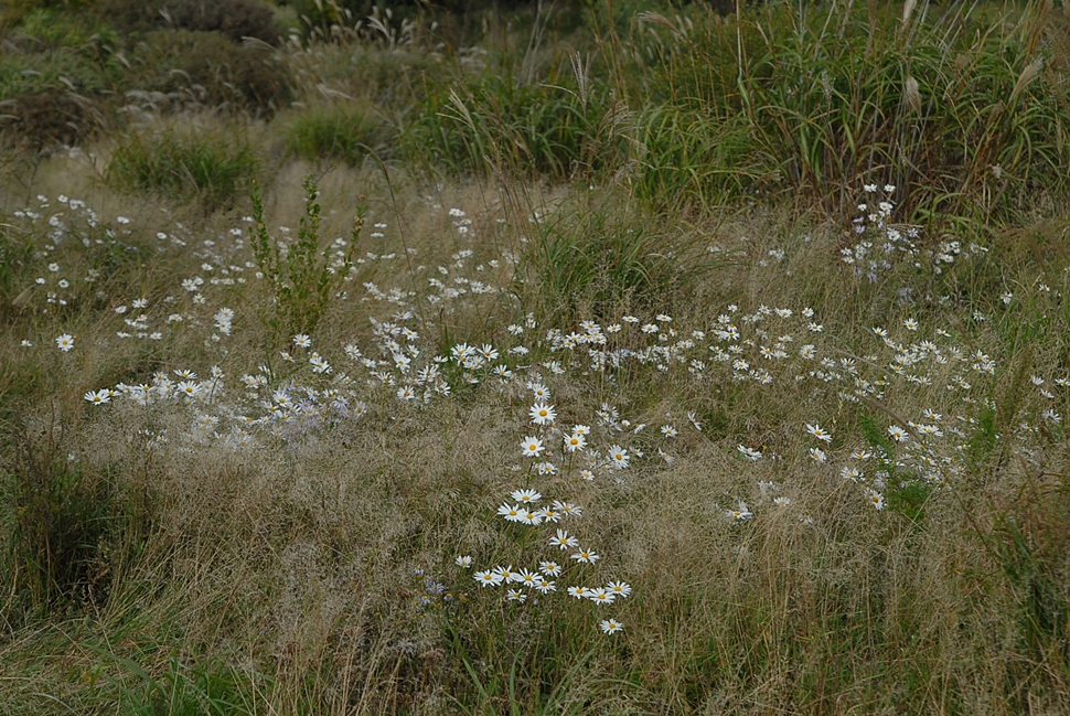 DSC_0562.JPG