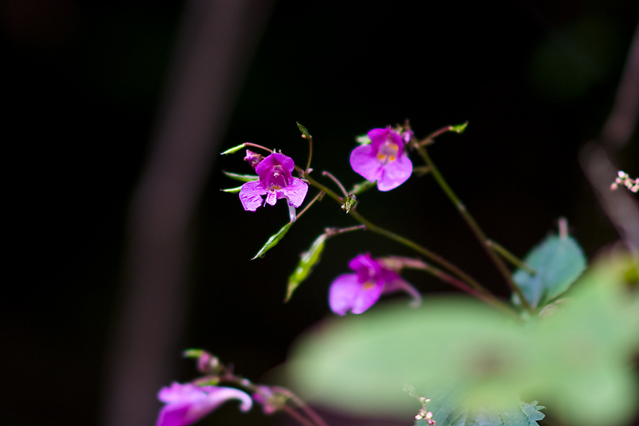 DSC09552.jpg