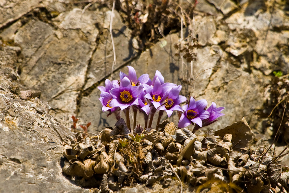 DSC03022.jpg
