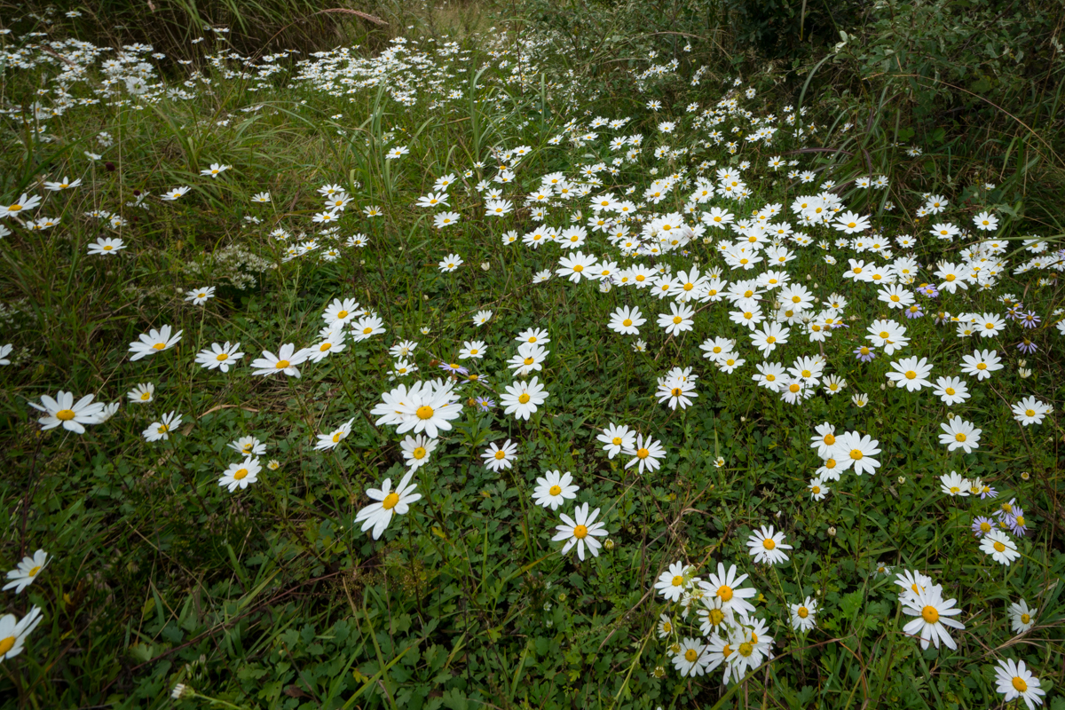 DSC02508.jpg