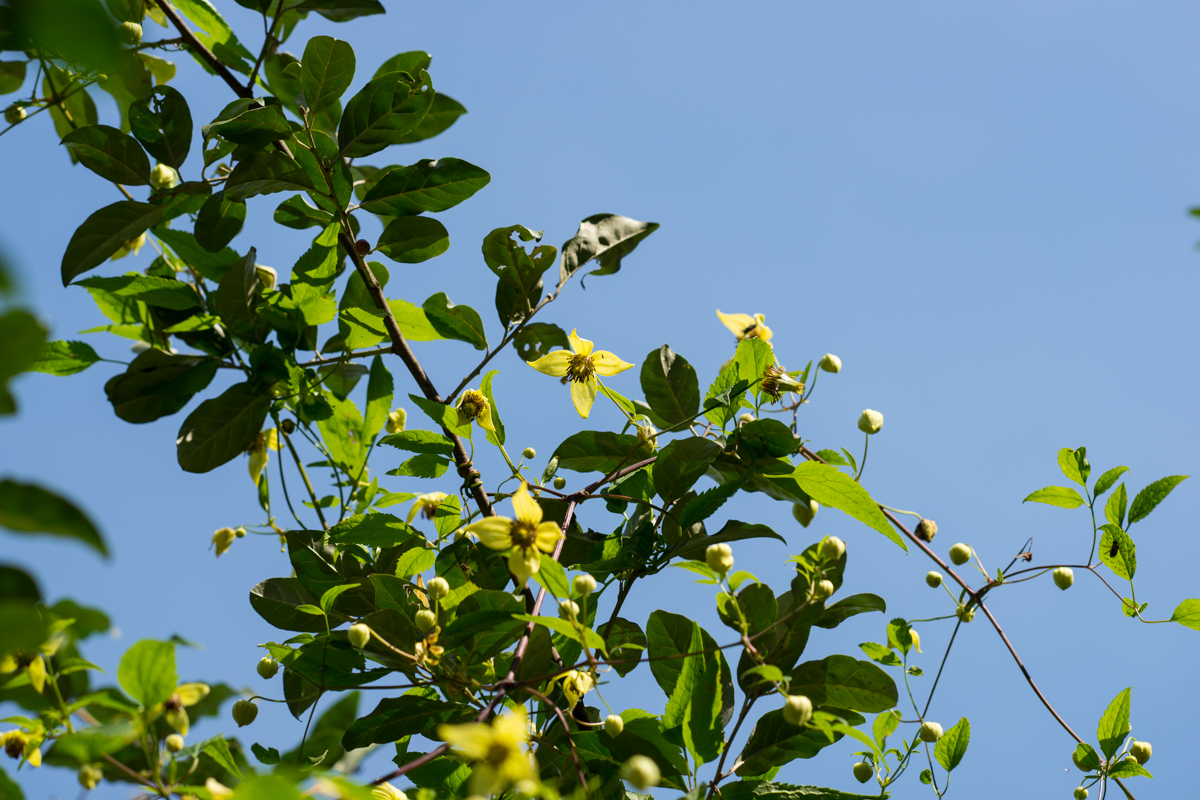 DSC02210.jpg