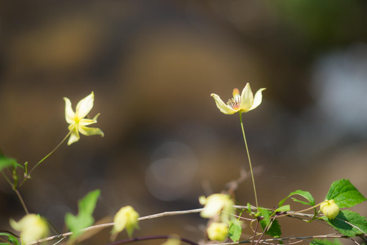 DSC02216.jpg