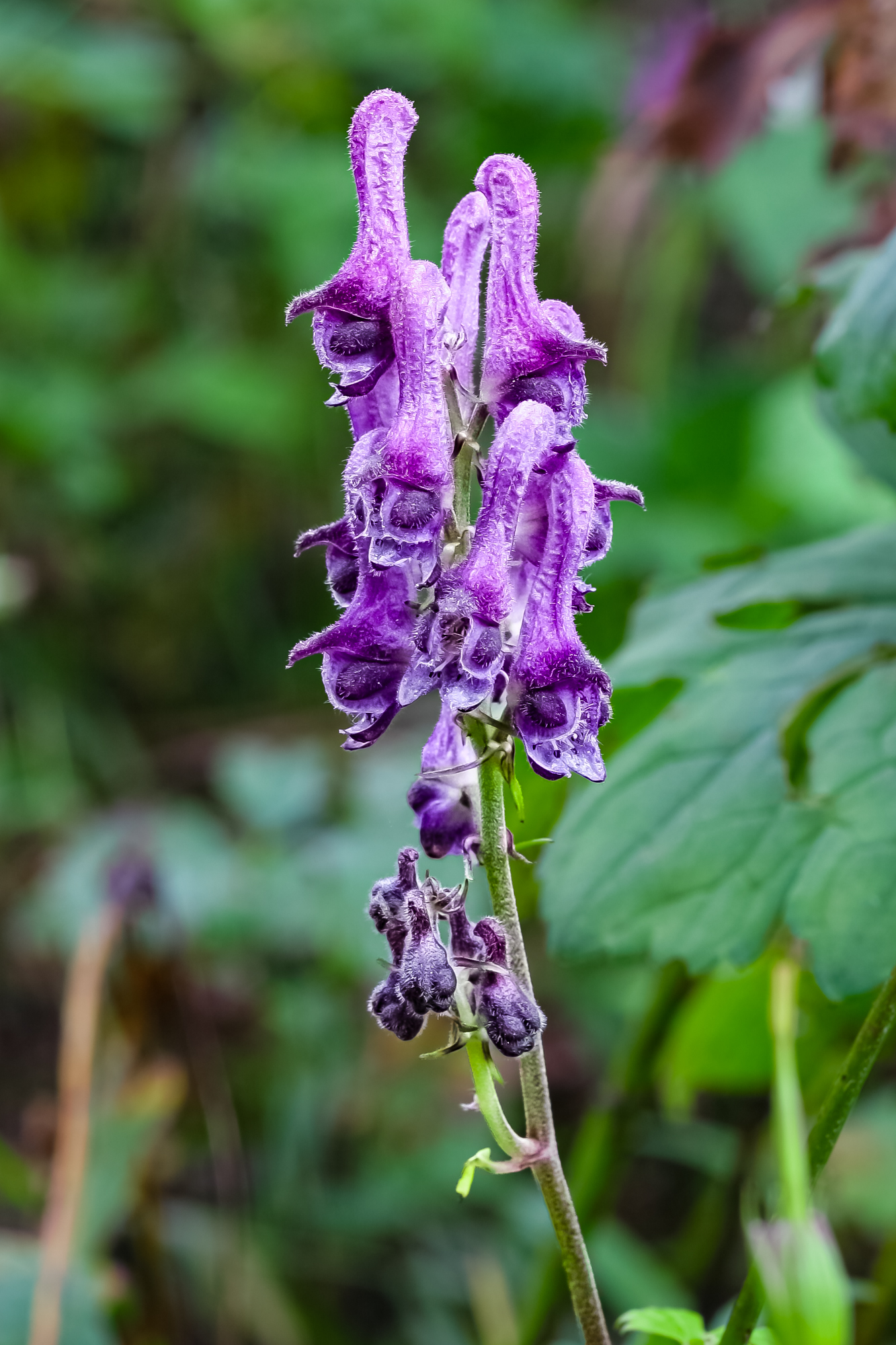 IMG_6263.JPG
