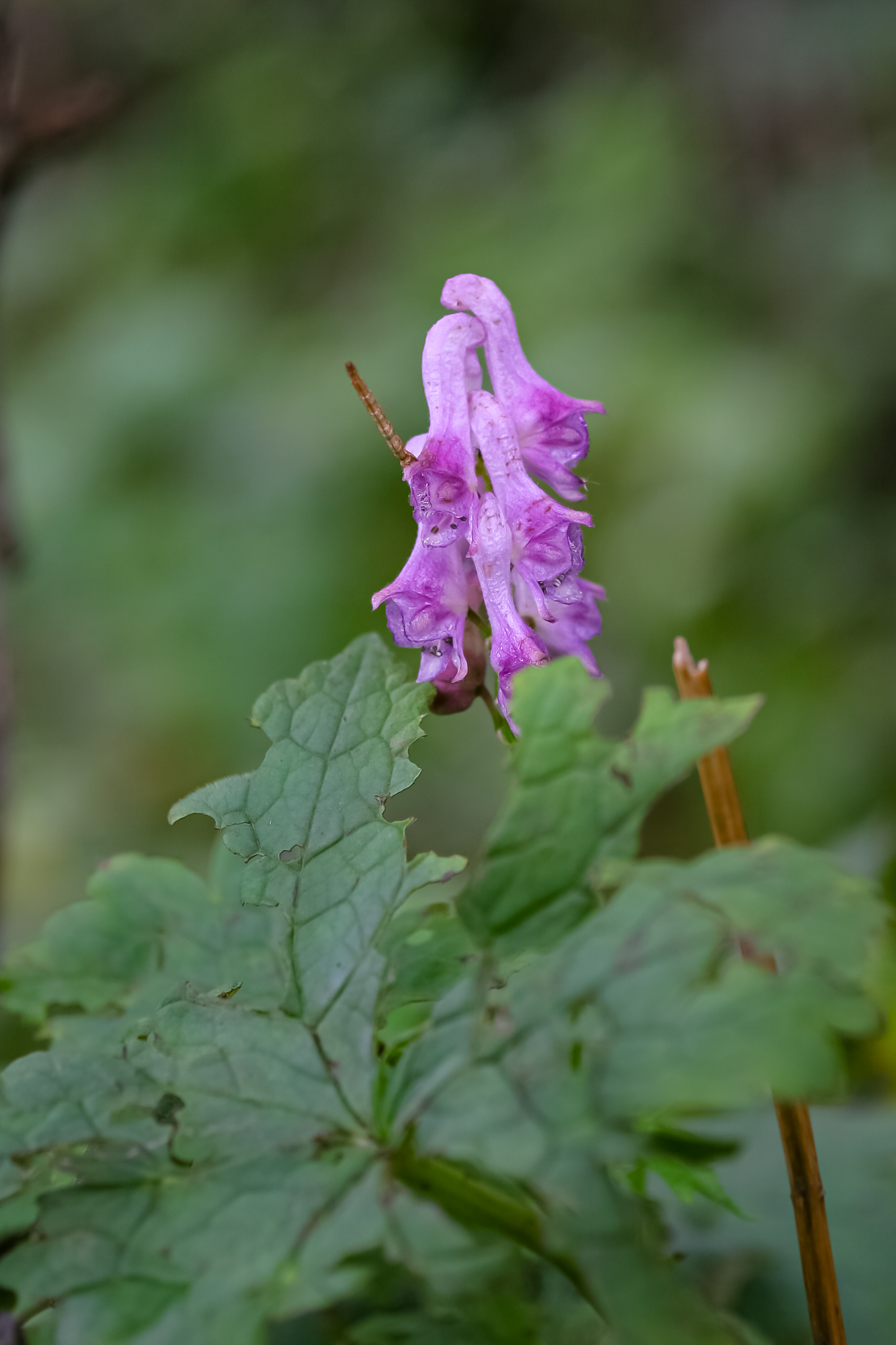 IMG_6356.JPG