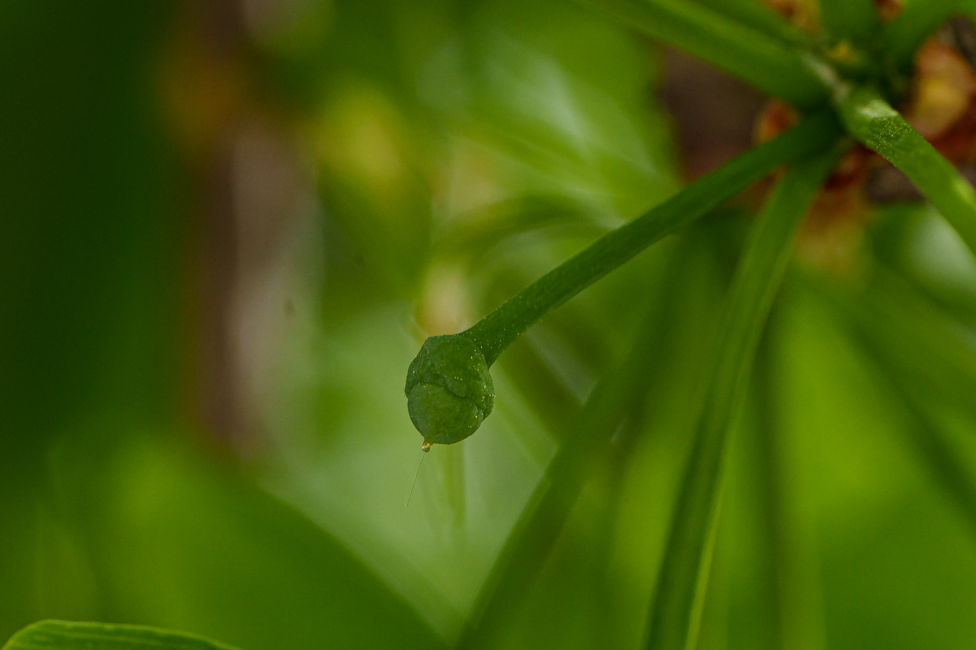 DSC00052.jpg