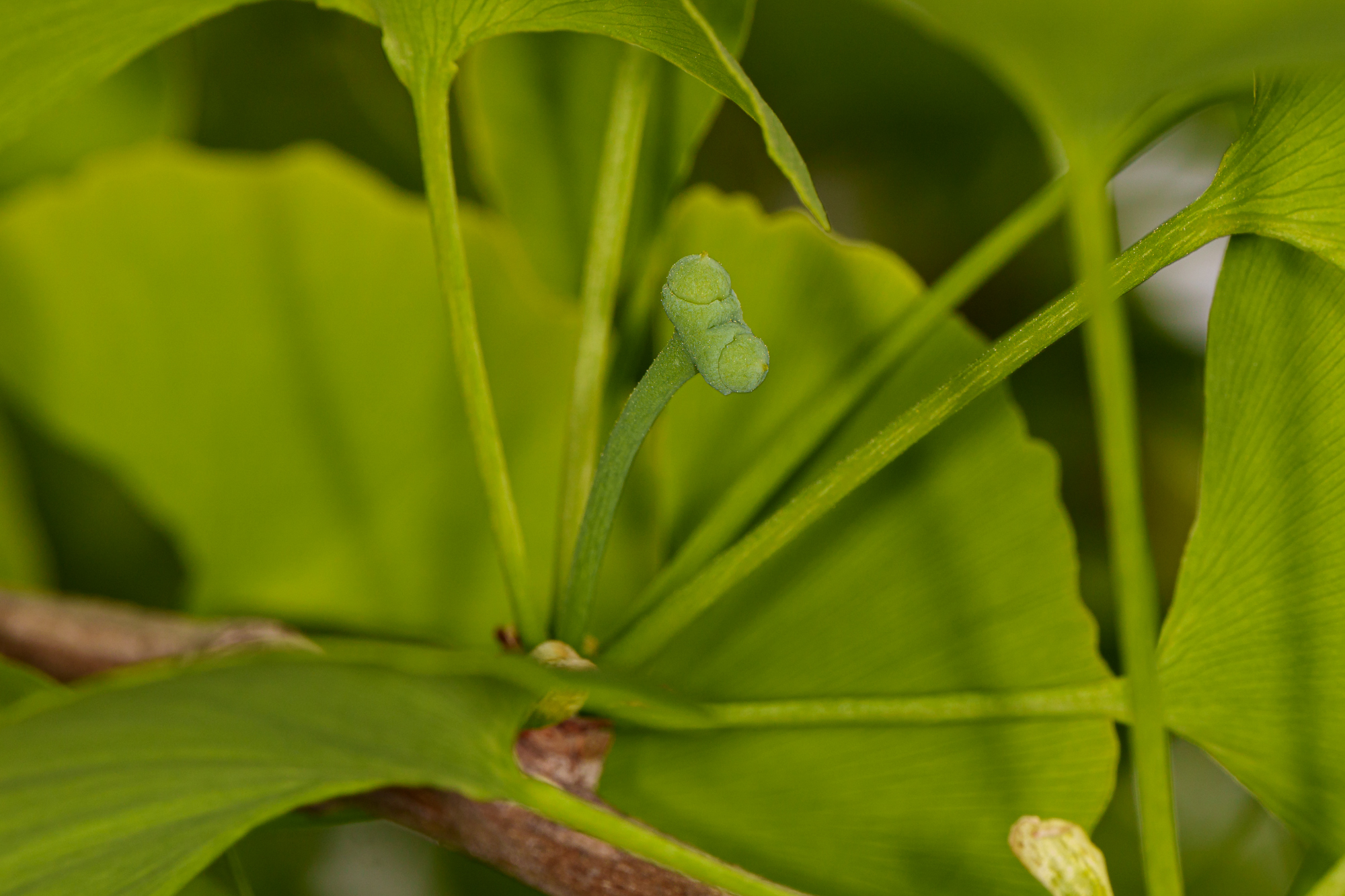 DSC00012.jpg