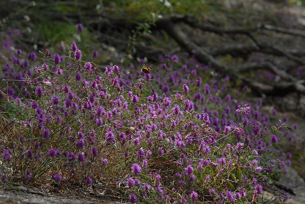 Elsholtzia angustifolia1.JPG