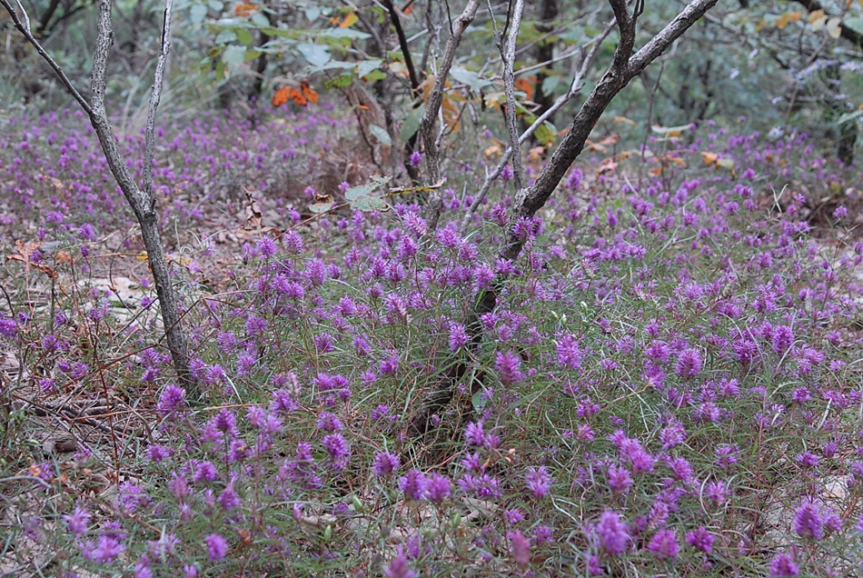DSC_0231.JPG