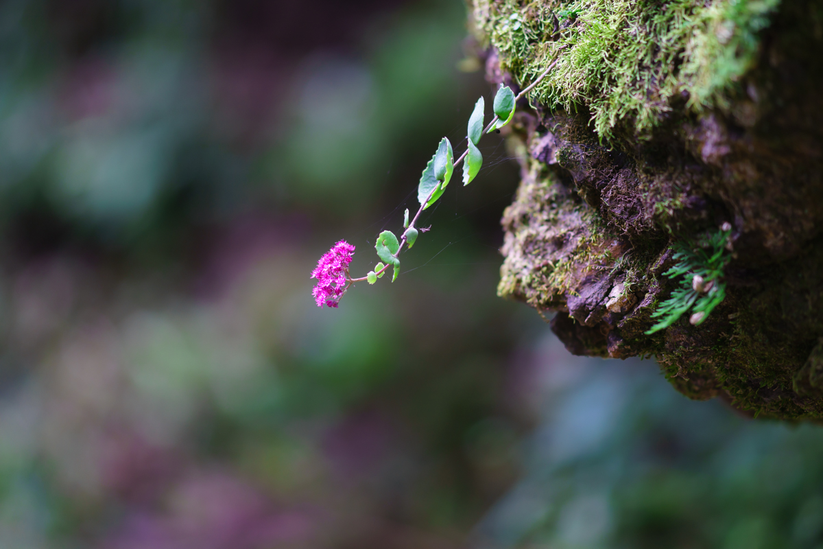 DSC08474.jpg