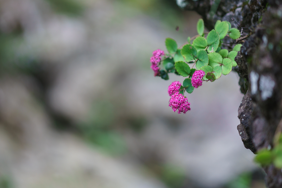 DSC08504.jpg