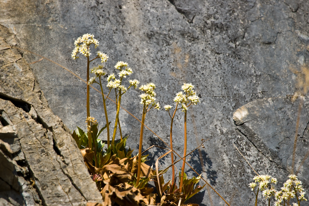 DSC03036.jpg