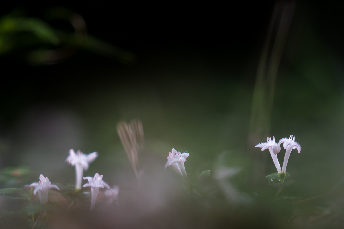 DSC01147.jpg