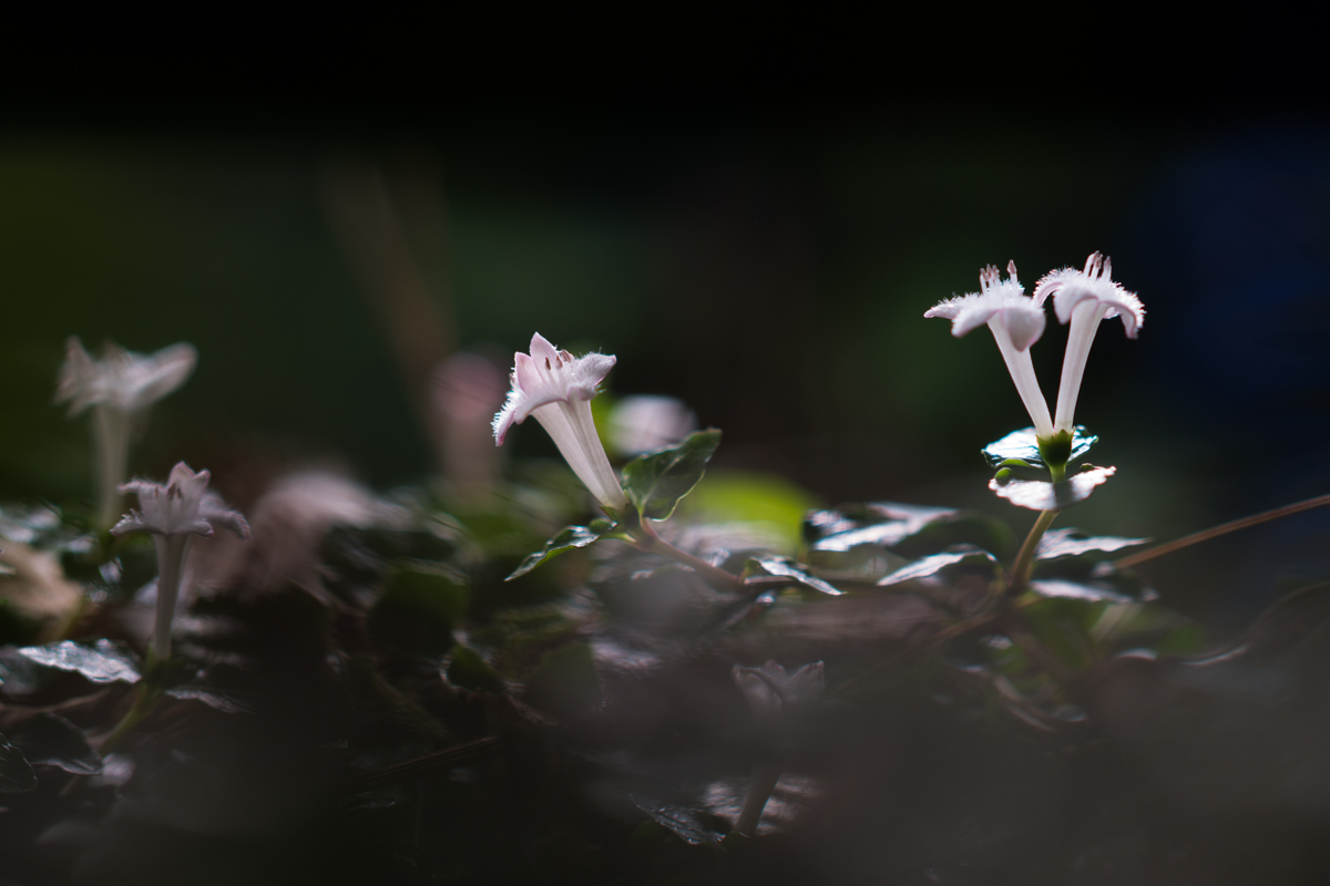 DSC01141.jpg