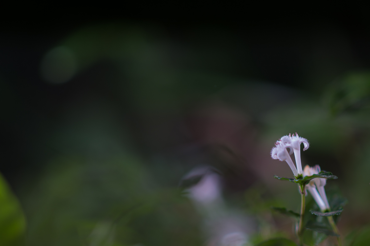 DSC01156.jpg