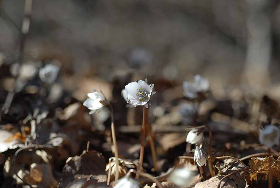 DSC_0265.JPG