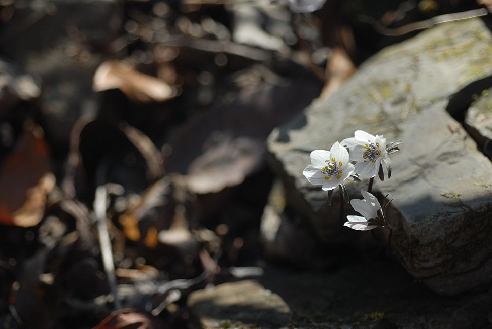 DSC_0283.JPG