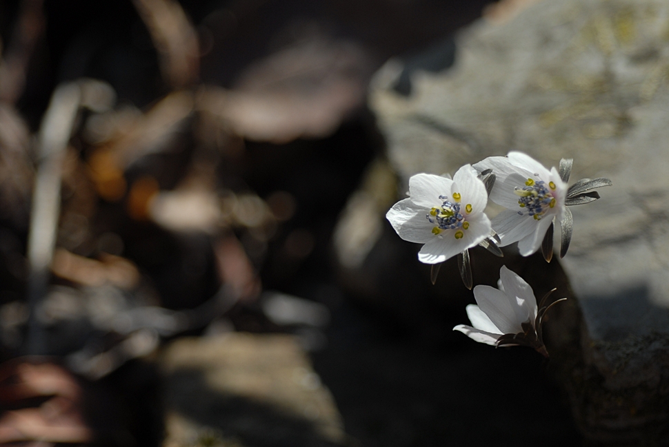 DSC_0285.JPG