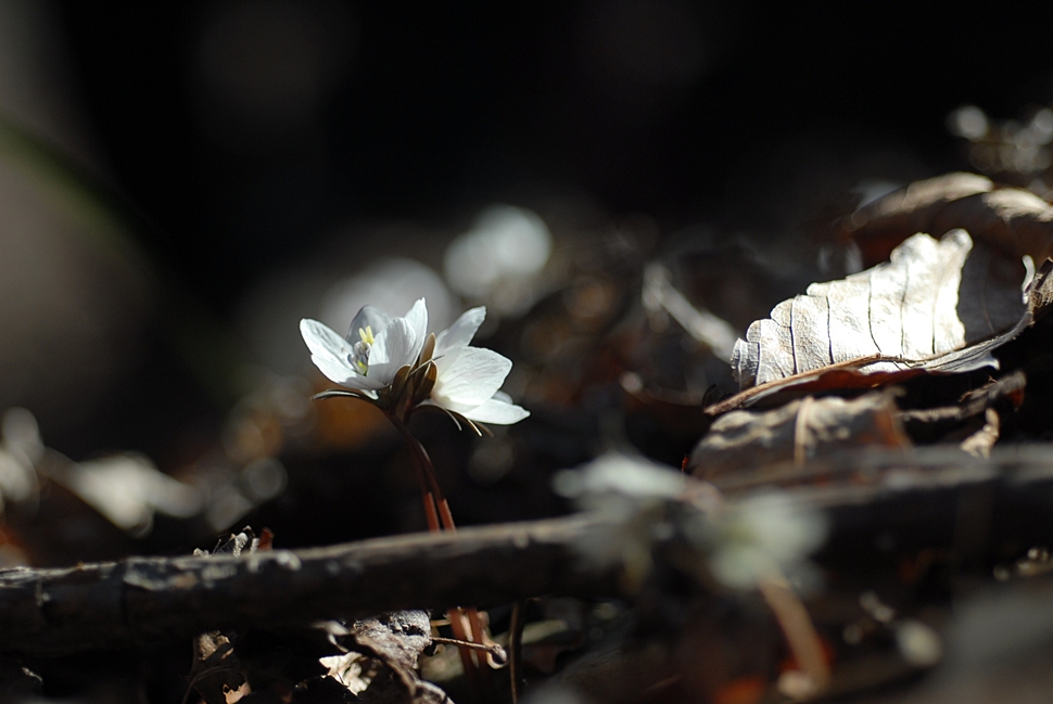 DSC_0260.JPG