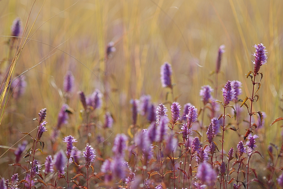 Elsholtzia saxatilis2.JPG