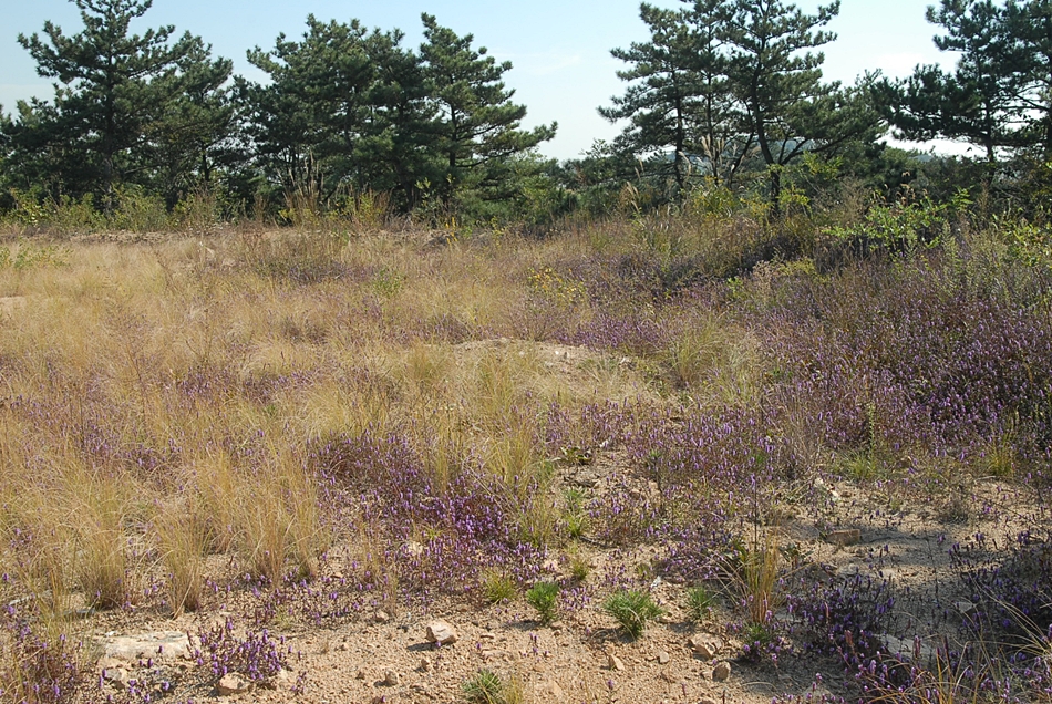 Elsholtzia saxatilis6.JPG