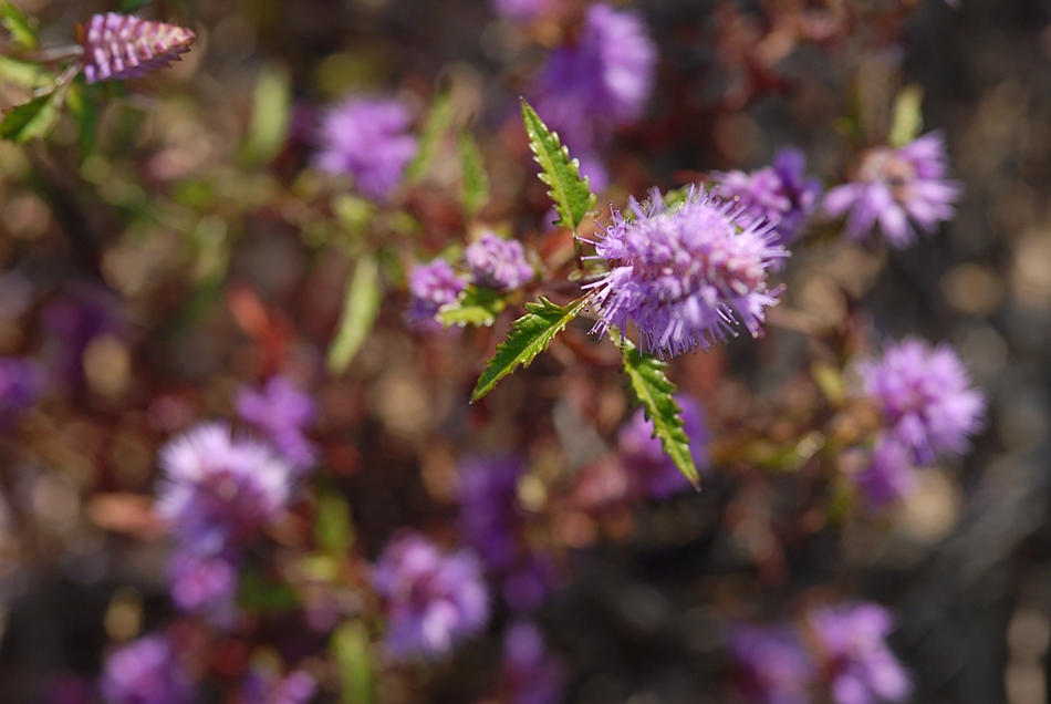 Elsholtzia saxatilis5.JPG