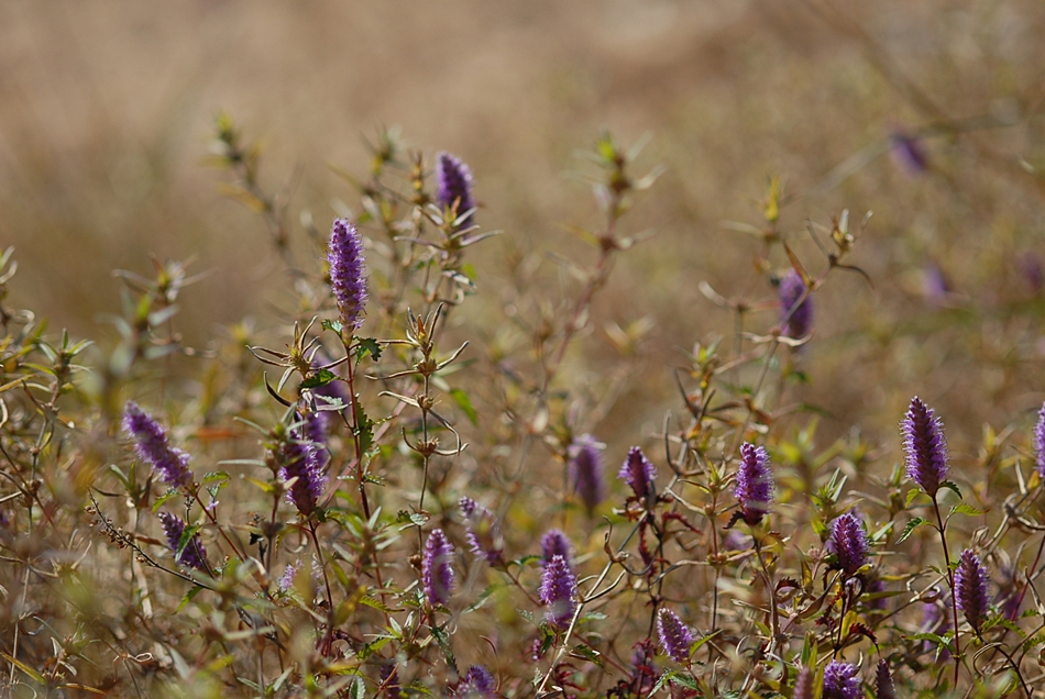 Elsholtzia saxatilis4.JPG