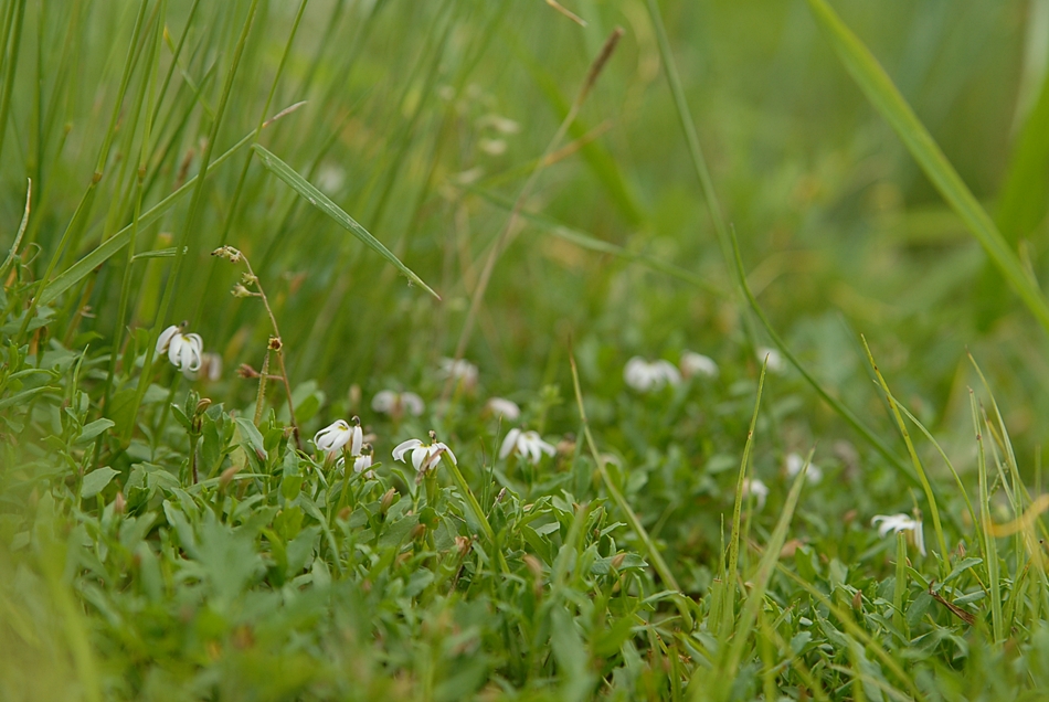 Lobelia chinensis.JPG