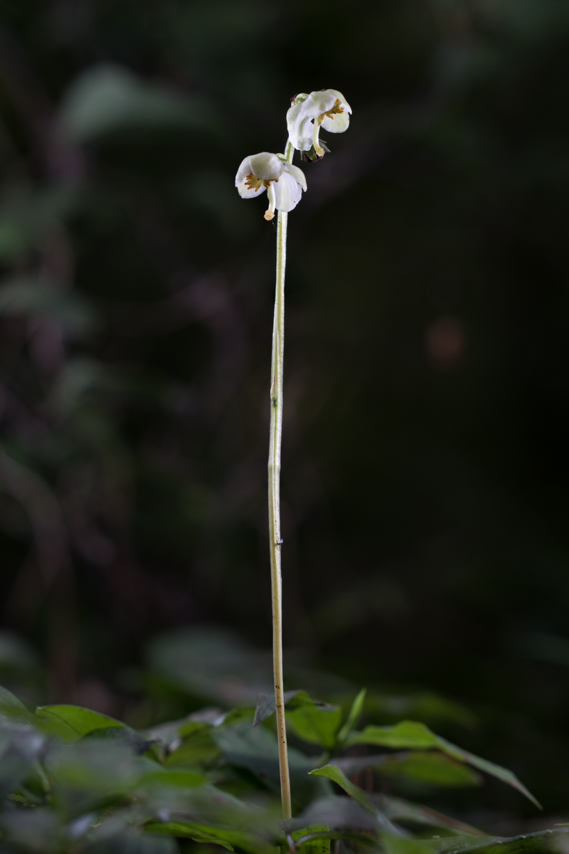 DSC01193.jpg
