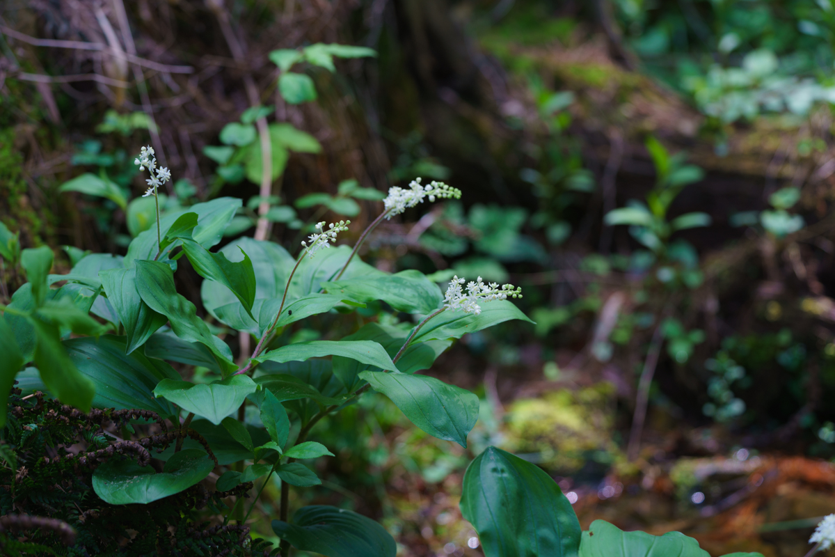 DSC00855.jpg
