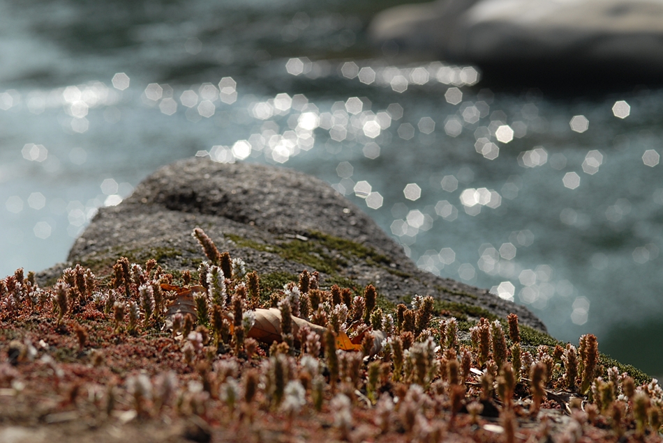 Orostachys minuta8.JPG