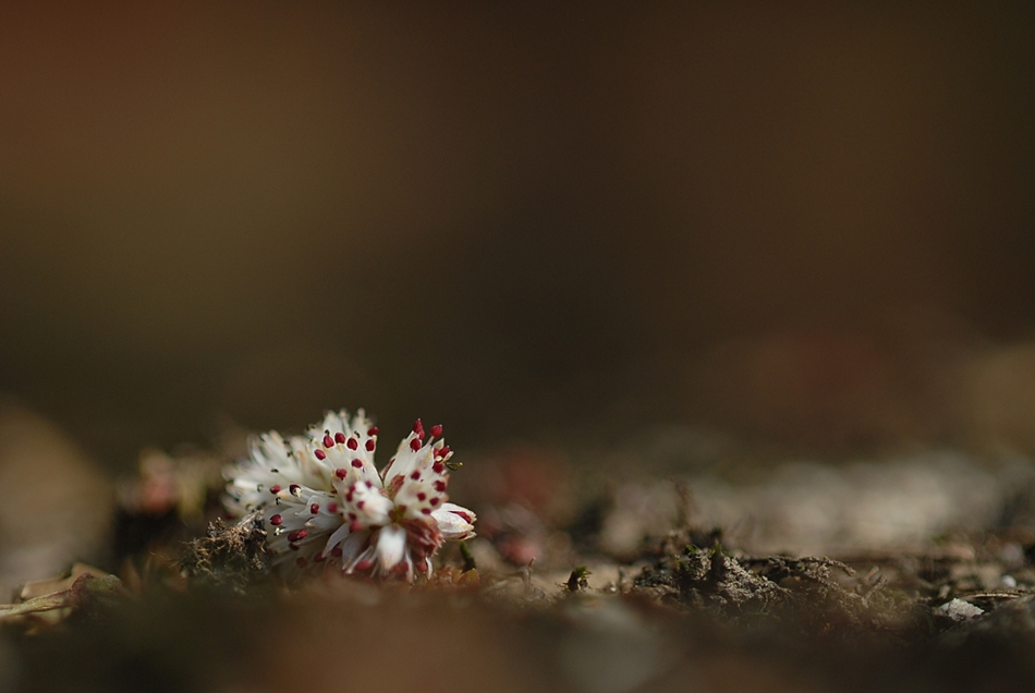 Orostachys minuta7.JPG