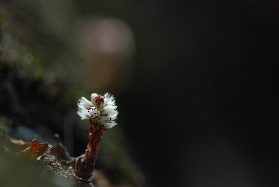 Orostachys minuta6.JPG