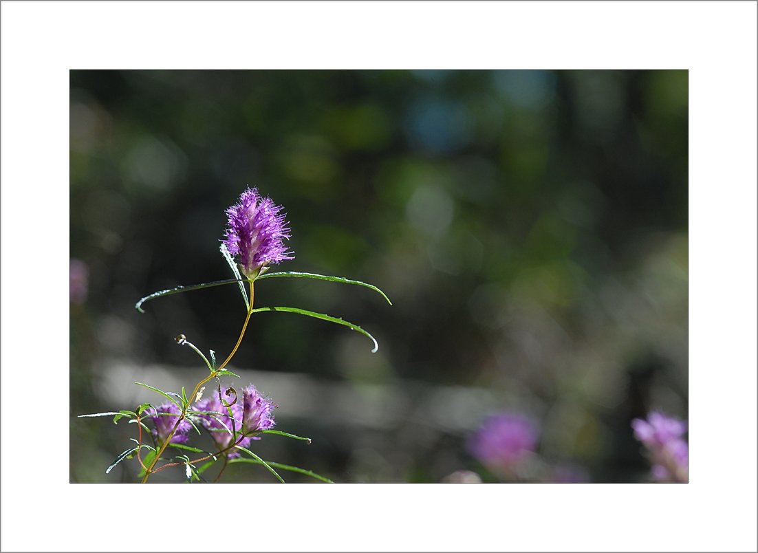 Elsholtzia angustifolia1.JPG