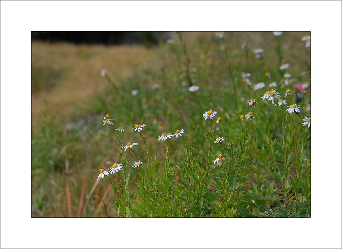 Aster incisus2.JPG