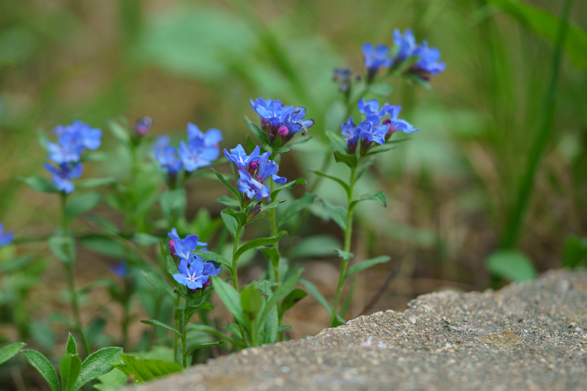 DSC01081.jpg