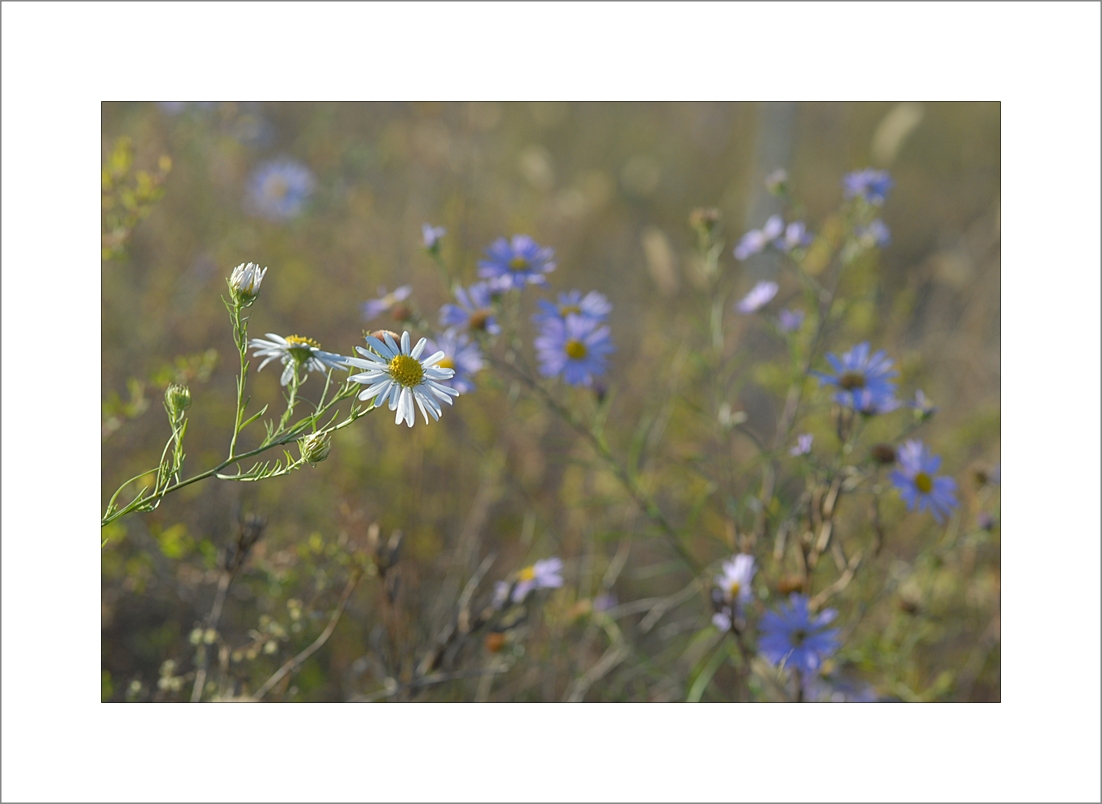 Aster altaicus3.JPG