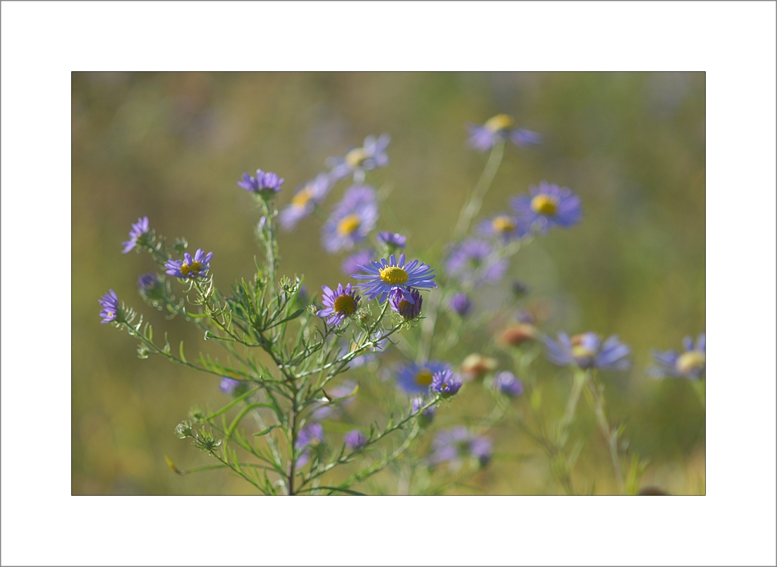 Aster altaicus2.JPG