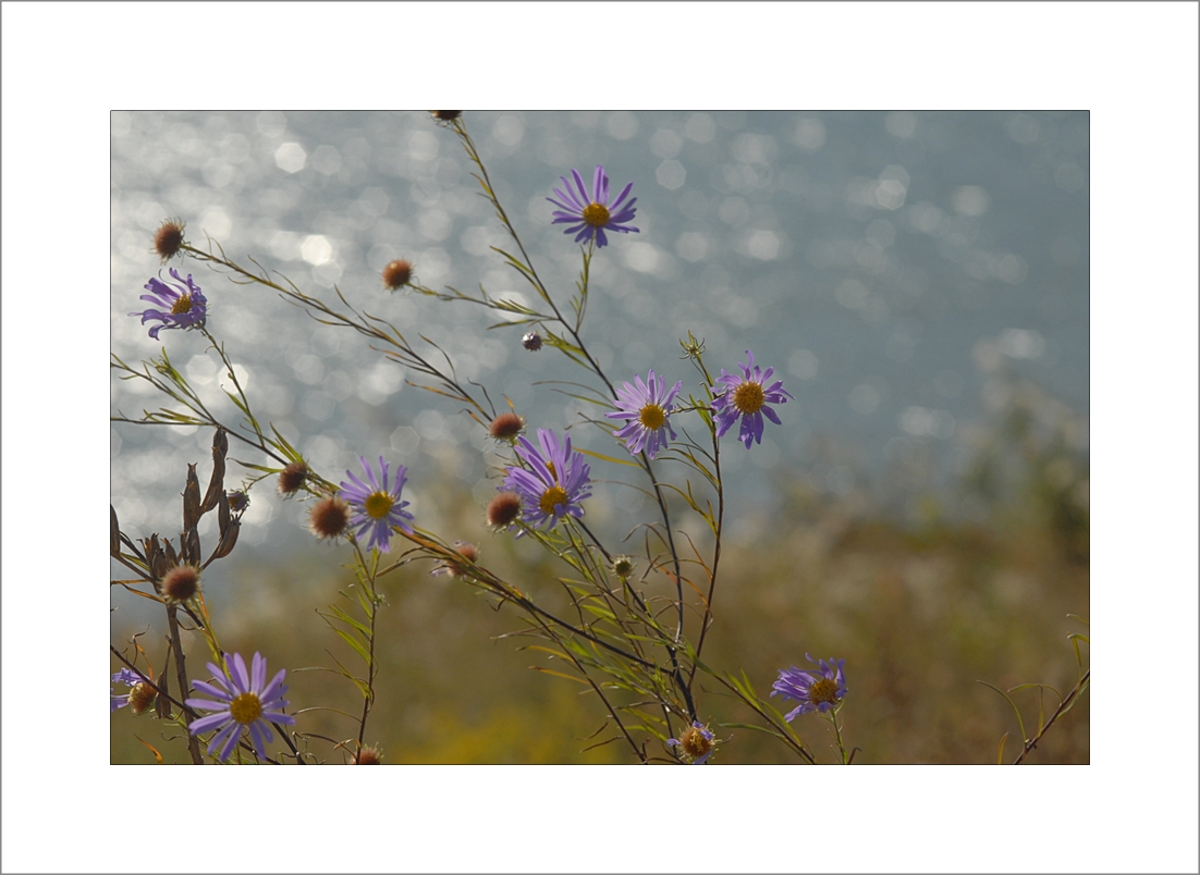 Aster altaicus1.JPG