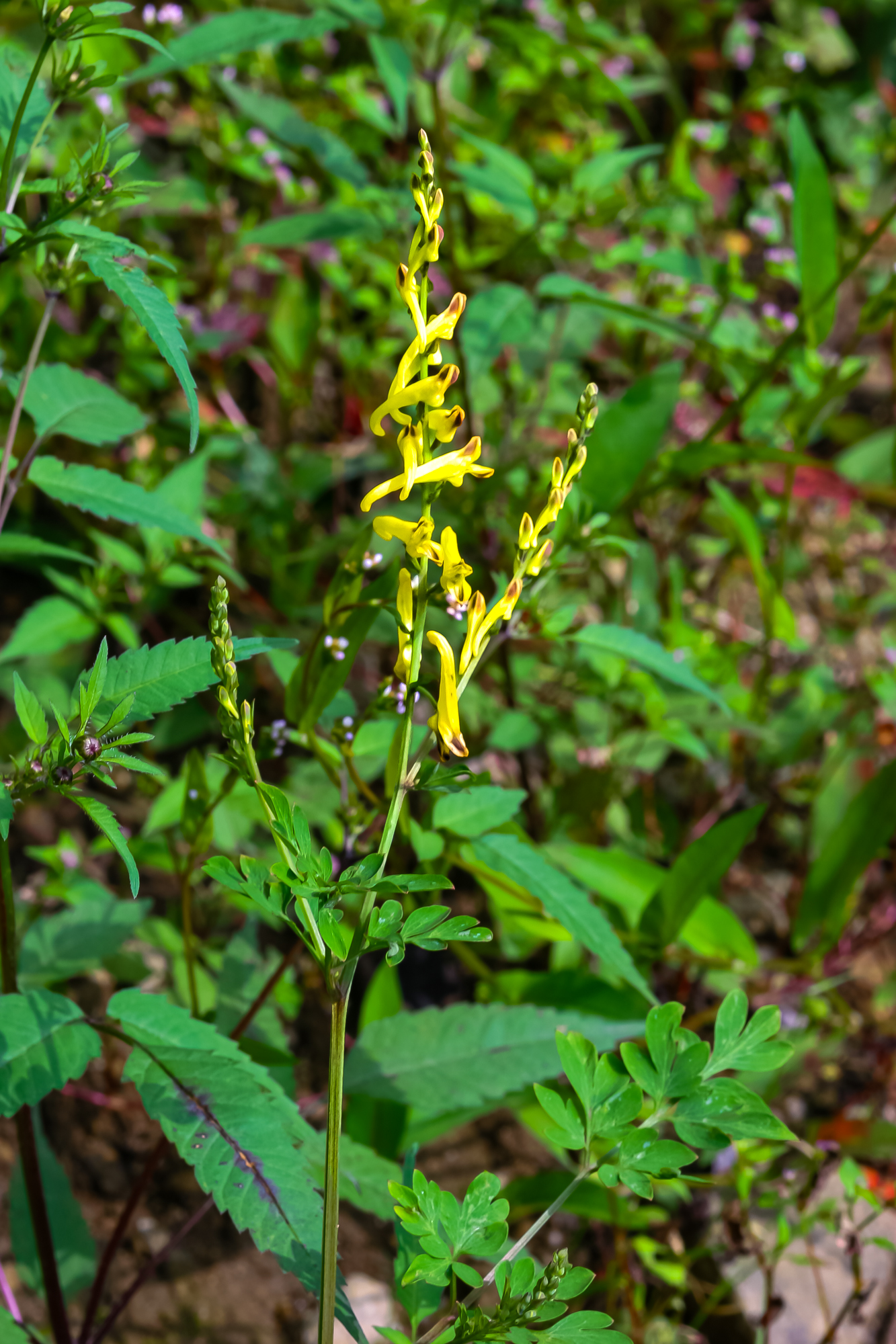 IMG_7326.JPG