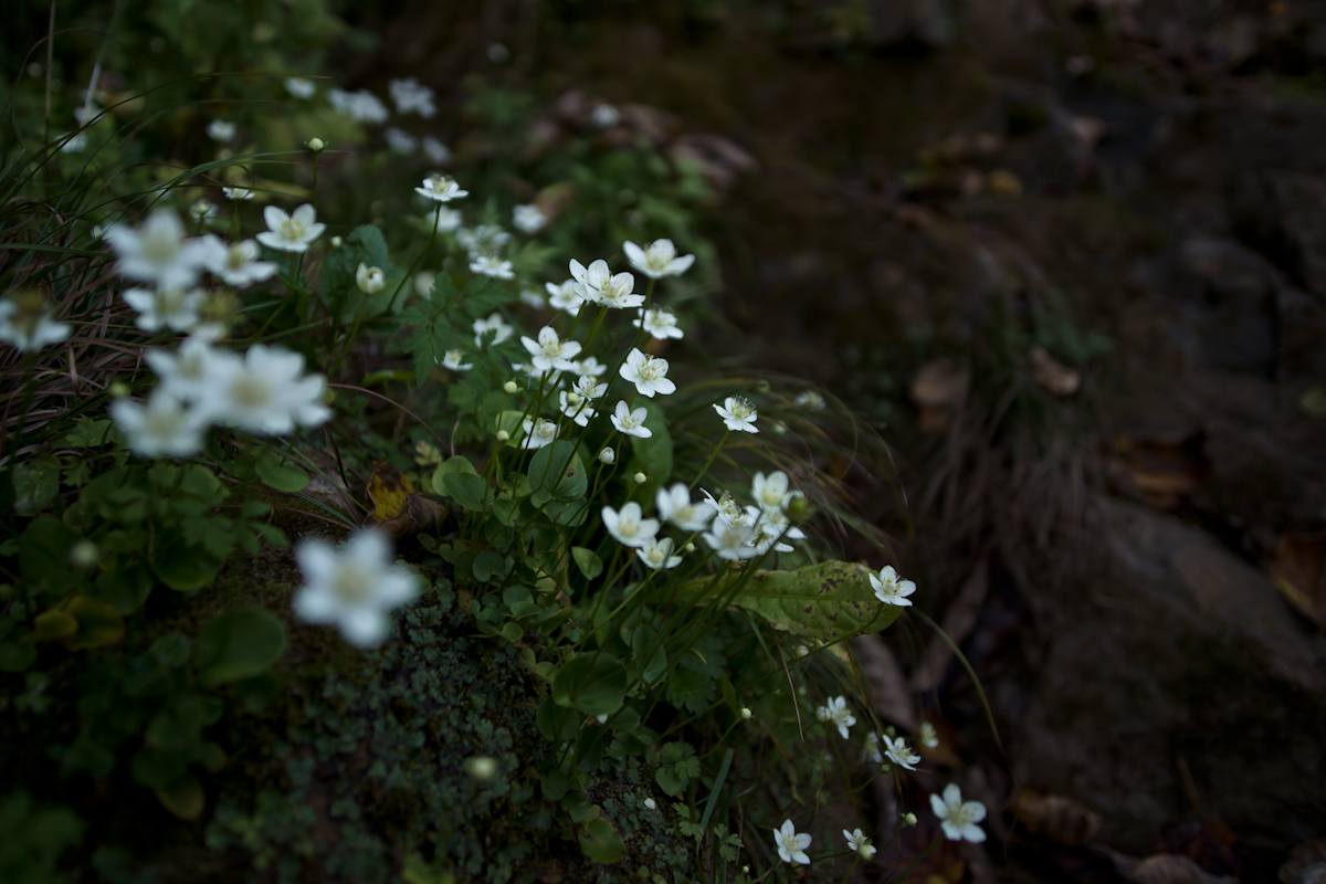DSC06324.jpg