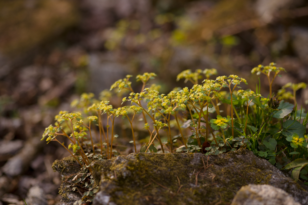 DSC02491.jpg