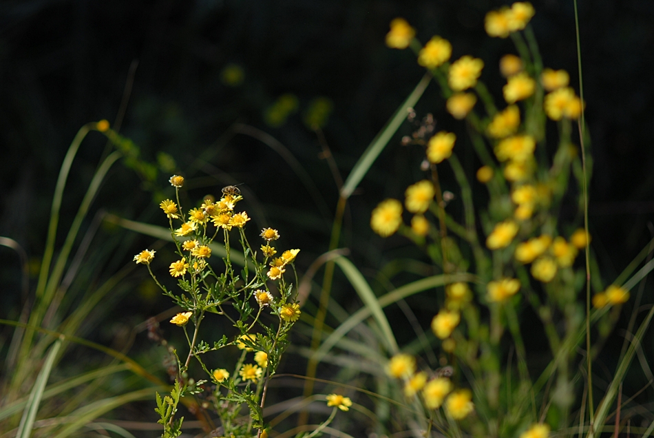 Dendranthema indicum1-1.JPG