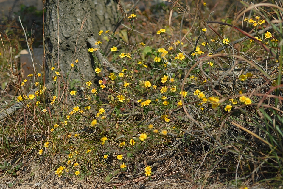 Dendranthema indicum4.JPG