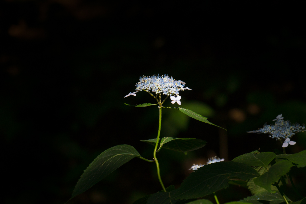 DSC03267.jpg