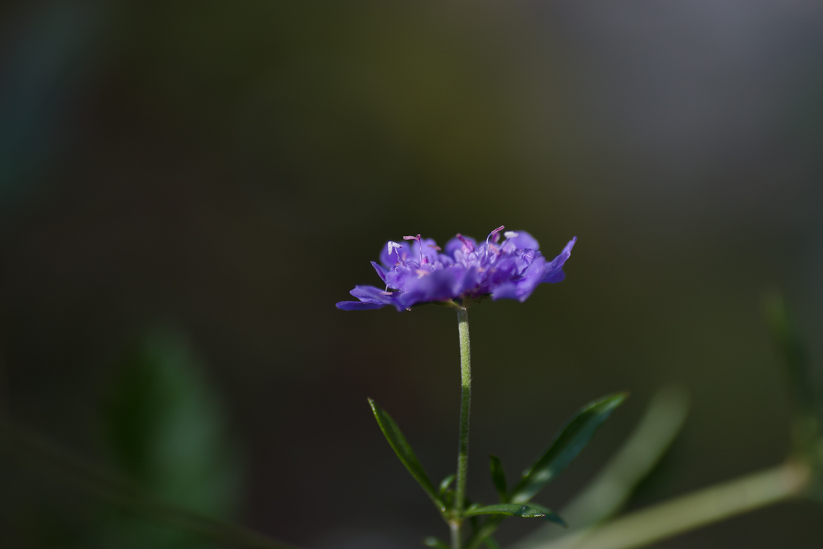 DSC06258.jpg